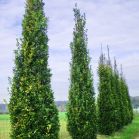 Quercus rob. Fastigiata