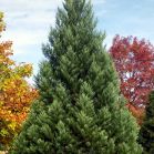 Sequoiadendron giganteum