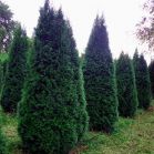 Thuja occ. Smaragd