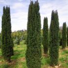 Taxus bac. Fastigiata Robusta