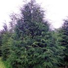 Tsuga canadensis