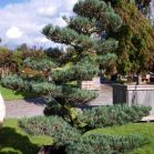 Pinus parv. Glauca