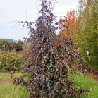 Fagus syl. Purple Fountain
