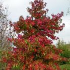 Liquidambar styraciflua