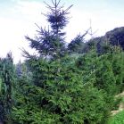 Picea orientalis