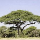 Acacia tortilis - Schirmakazie