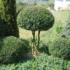 Buxus s. Rotund. nach Schnitt