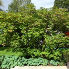 Acer jap. Aconitifolium vor Schnitt