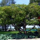 Acer jap. Aconitifolium nach Schnitt