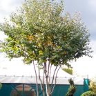 Cercidiphyllum nach Schnitt