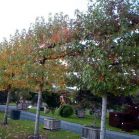 Liquidambar Spalier-Hochstamm