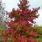 Liquidambar frei gewachsen