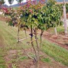 Parrotia nach Schnitt