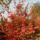Parrotia vor Schnitt