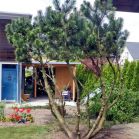 Pinus mugo nach Schnitt