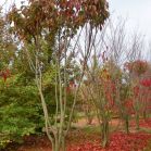 Prunus ser. Kanzan vor und nach dem Schnitt