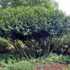 Prunus laur. Caucasica nach Schnitt