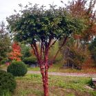 Acer griseum nach Schnitt