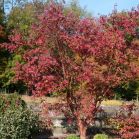 Acer griseum vor Schnitt