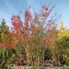 Amelanchier vor Schnitt