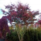 Amelanchier nach Schnitt