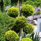 Chamaecyparis l. Ivonne nach Schnitt