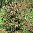 Cornus mas vor Schnitt