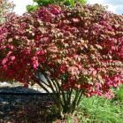 Euonymus alatus nach Schnitt