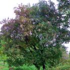 Fraxinus ornus vor Schnitt