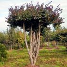 Parrotia nach Schnitt
