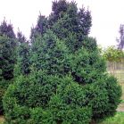 Picea a, Ohlendorffii vor Schnitt