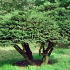 Picea a. Nidiformis nach Schnitt