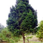 Picea a. Ohlendorffii nach Schnitt