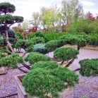 Pinus mugo ssp. mugo nach Schnitt