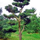 Pinus syl. Norske nach Schnitt