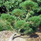Pinus syl. Globosa Viridis nach Schnitt