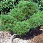 Pinus syl. Globosa Viridis vor Schnitt