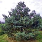 Pinus syl. Norske vor Schnitt