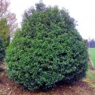 Prunus lus. Angustifolia vor Schnitt