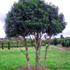 Prunus lus. Angustifolia nach Schnitt