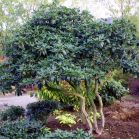 Rhododendron nach Schnitt