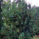Taxus m. Hicksii vor Schnitt