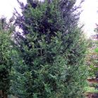 Taxus baccata vor Schnitt