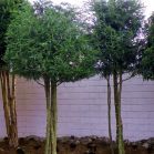 Tsuga canadensis nach Schnitt