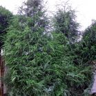 Tsuga canadensis vor Schnitt
