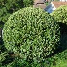 Buxus semp. Rotundifolia