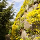 Stützmauer mit Alyssum