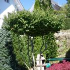 Parrotia persica