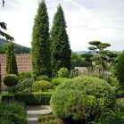 Picea abies Cupressina