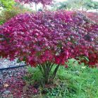 Euonymus alatus